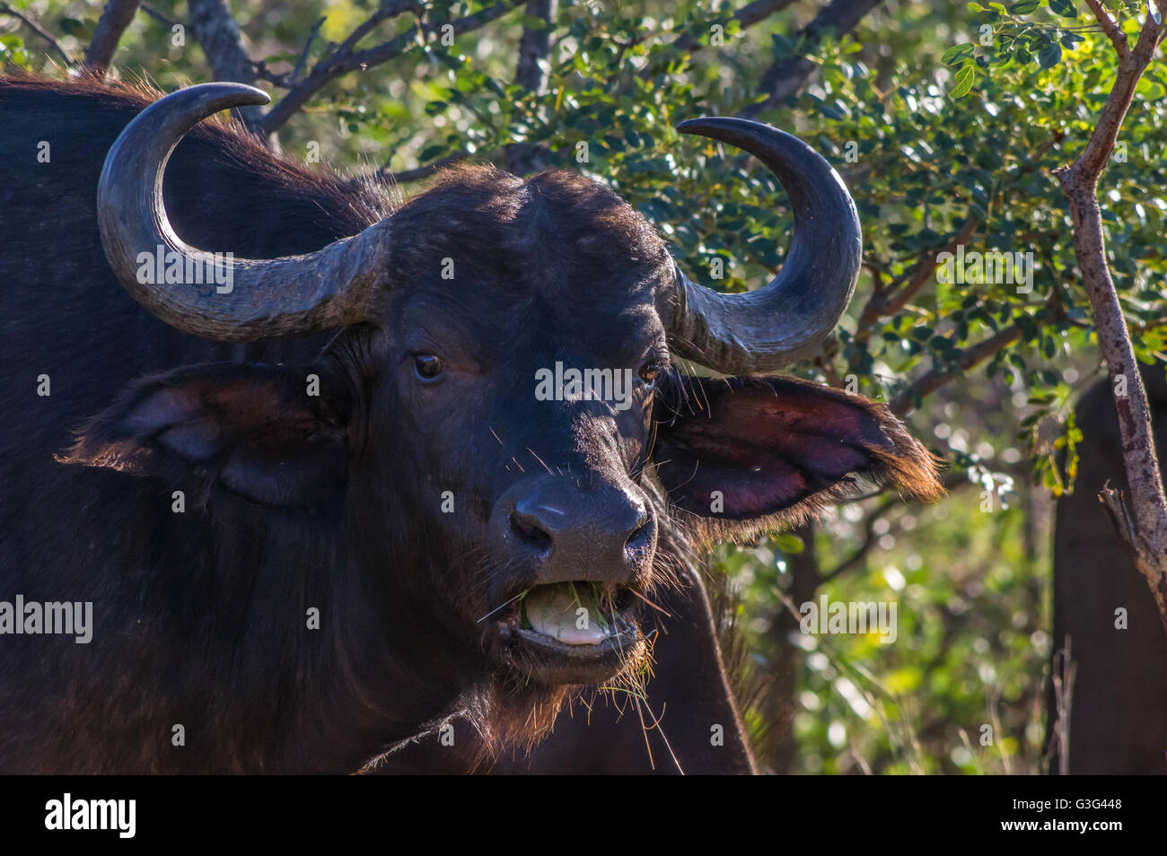 In Africa il pascolo di Buffalo attraverso gli alberi all'Welgevonden Game Reserve in Sud Africa Foto Stock