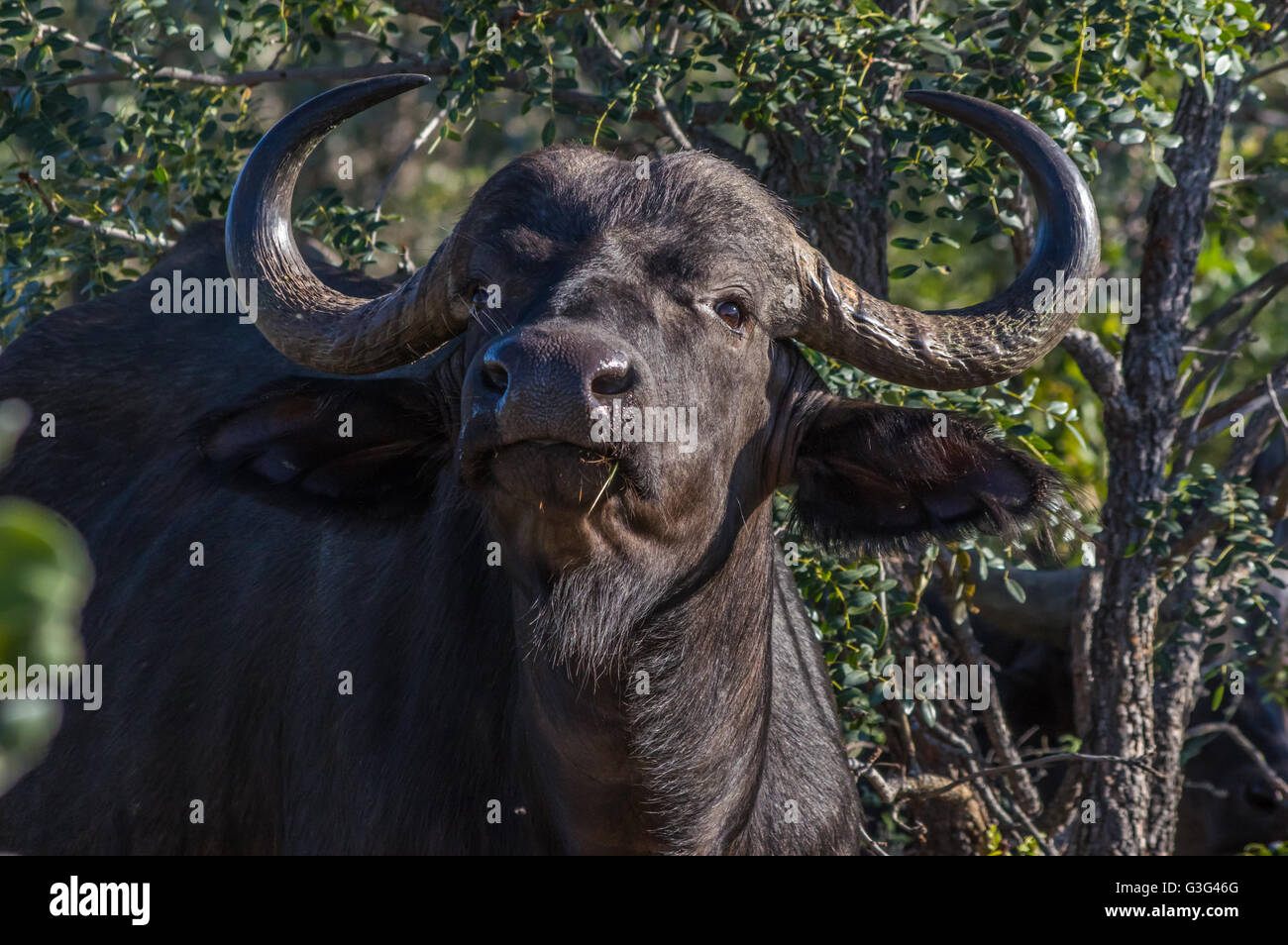 In Africa il pascolo di Buffalo attraverso gli alberi all'Welgevonden Game Reserve in Sud Africa Foto Stock