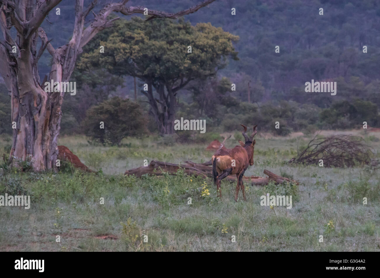 Red Hartebeest pascolando nella Welgevonden Game Reserve in Sud Africa Foto Stock