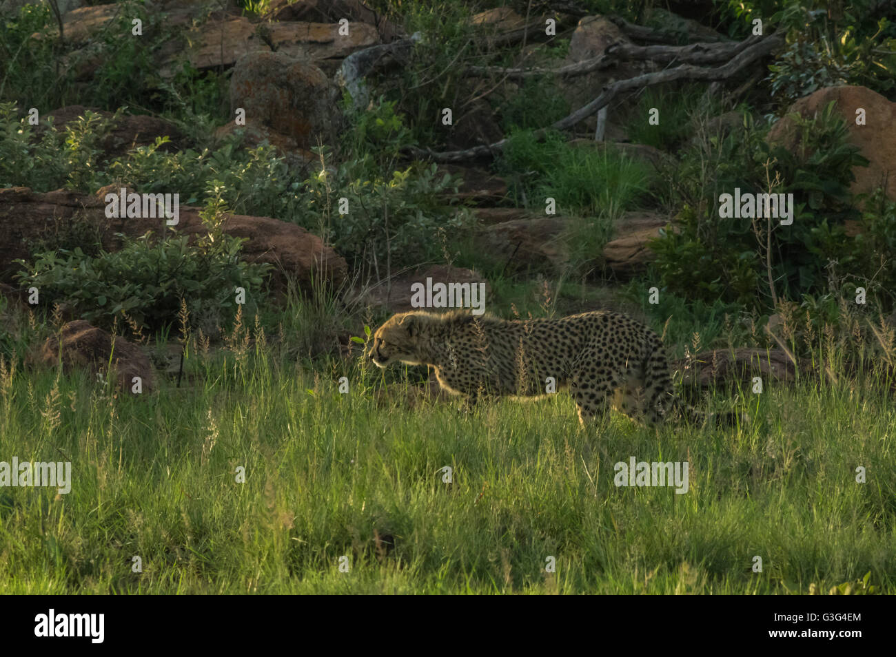 South African Cheetah varia in tutto il Welgevonden Game Reserve in Sud Africa Foto Stock