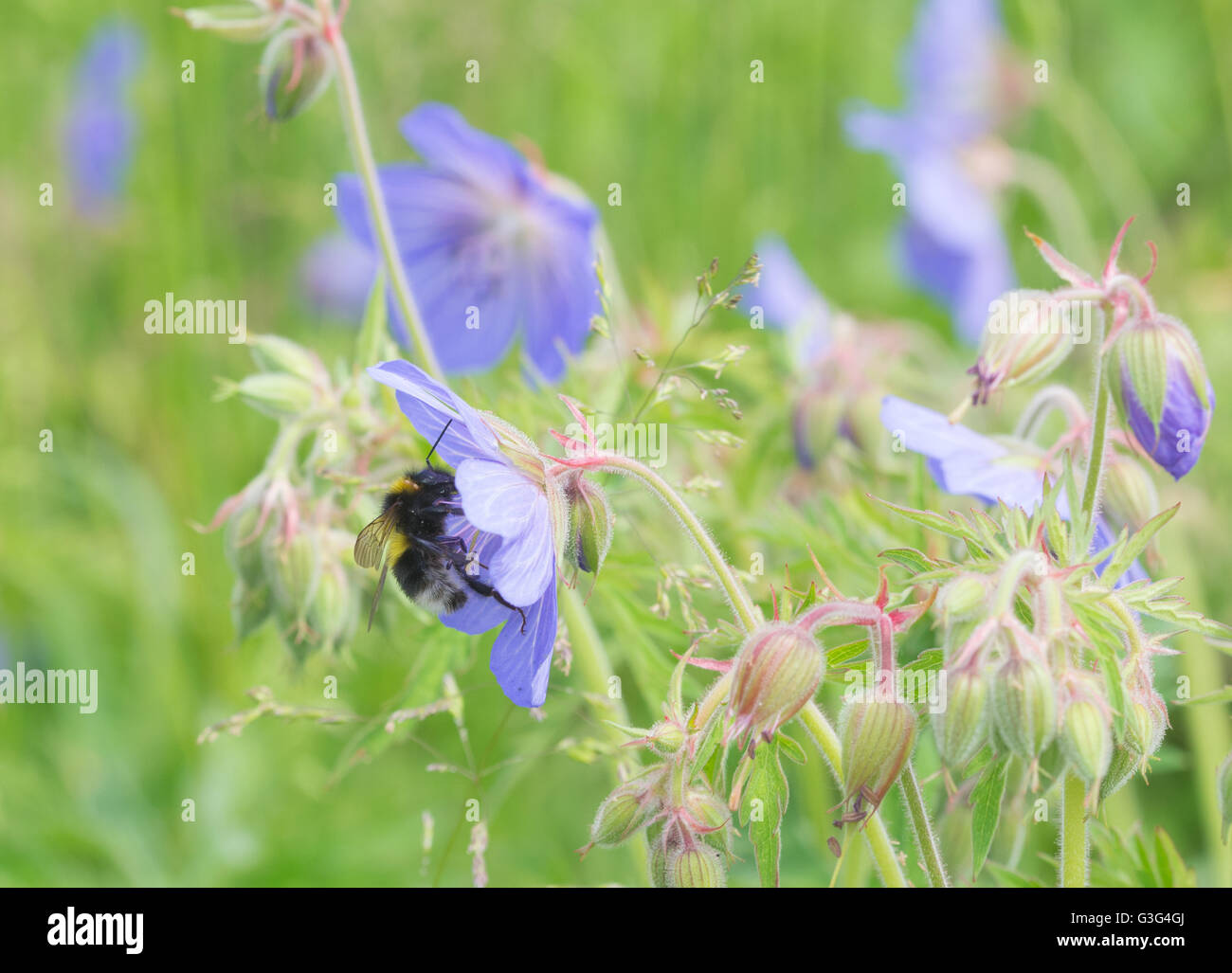 Ape su blue fiori selvatici in prato in Hampshire, Inghilterra Foto Stock