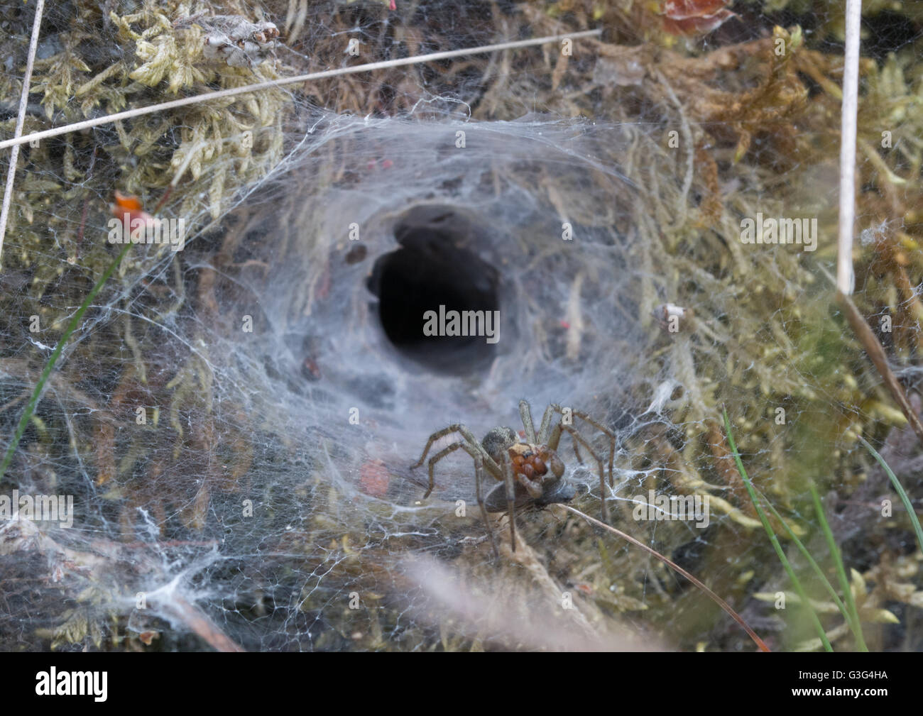 Labirinto spider (Agelena labyrinthica) in corrispondenza del bordo sagomato ad imbuto nido a Surrey brughiera sito in Inghilterra Foto Stock