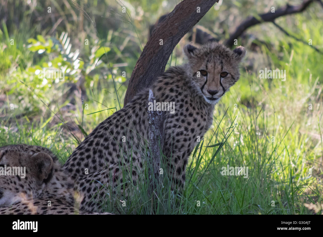 South African Cheetah varia in tutto il Welgevonden Game Reserve in Sud Africa Foto Stock