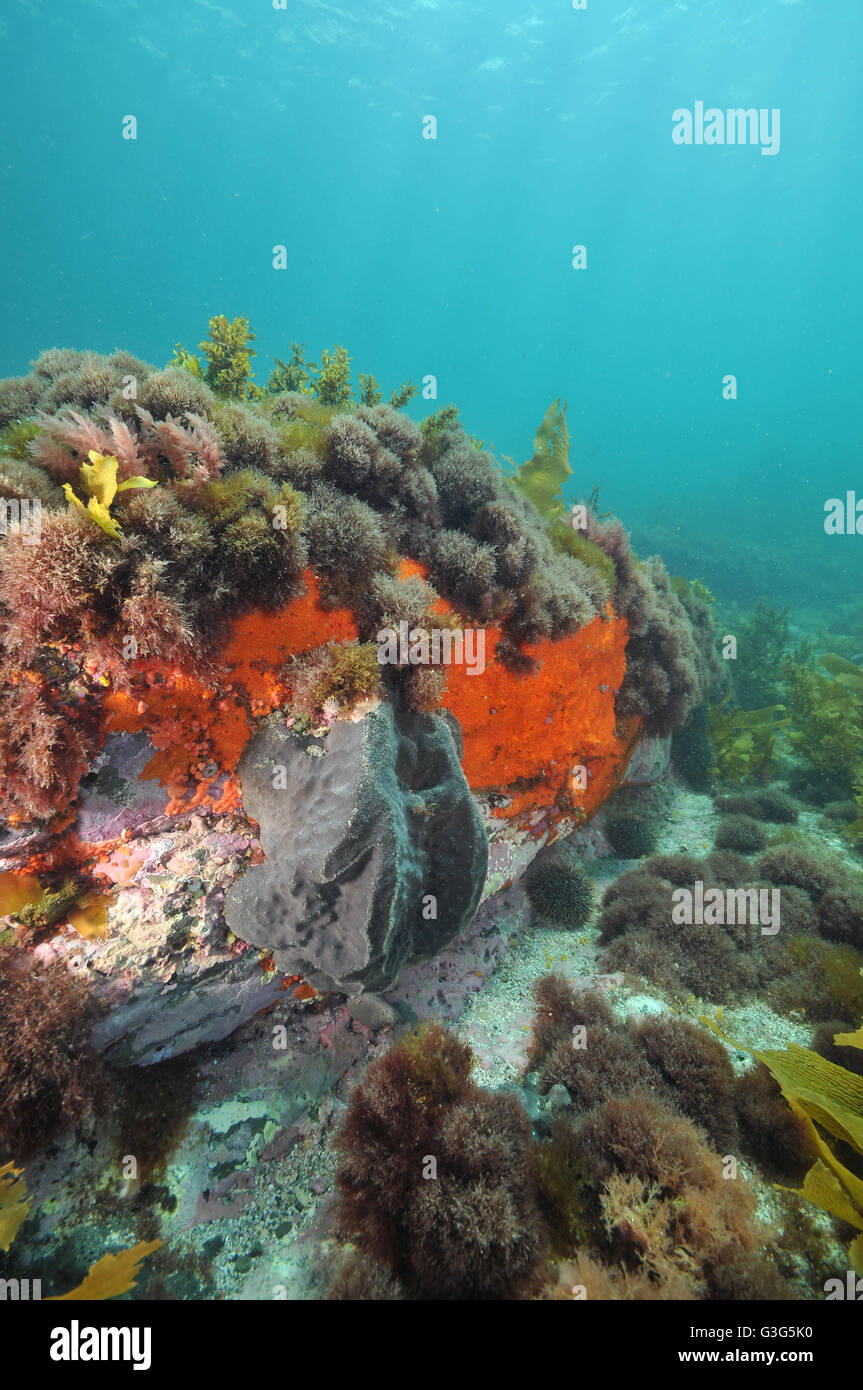 Colorate spugne incrostanti su roccia subacquea Foto Stock