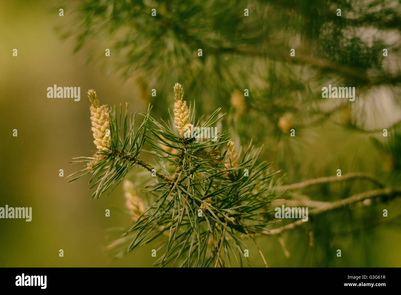 Coni di abete appeso a un albero verde ramo con aghi Foto Stock