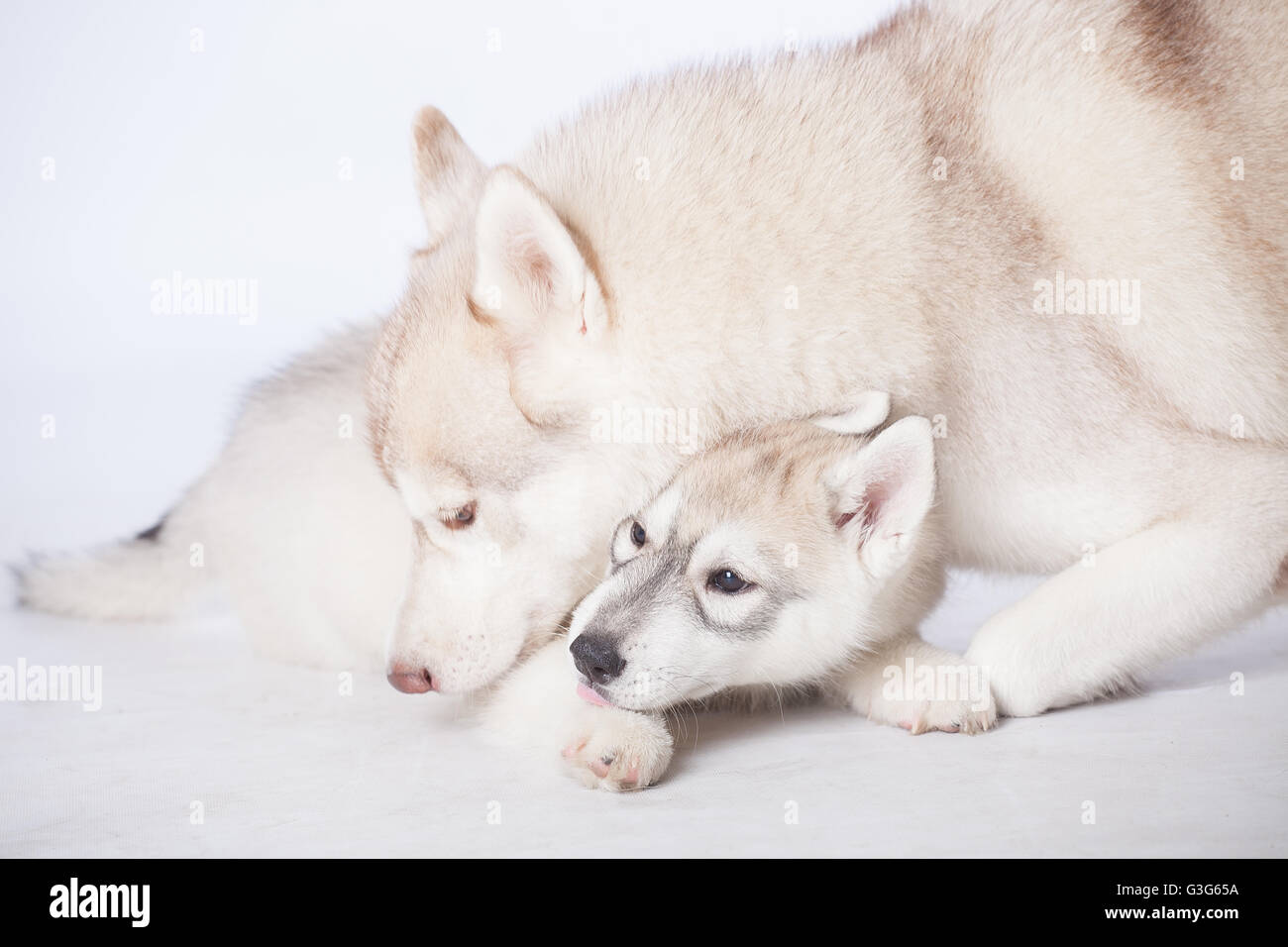 Siberian Husky cani Foto Stock