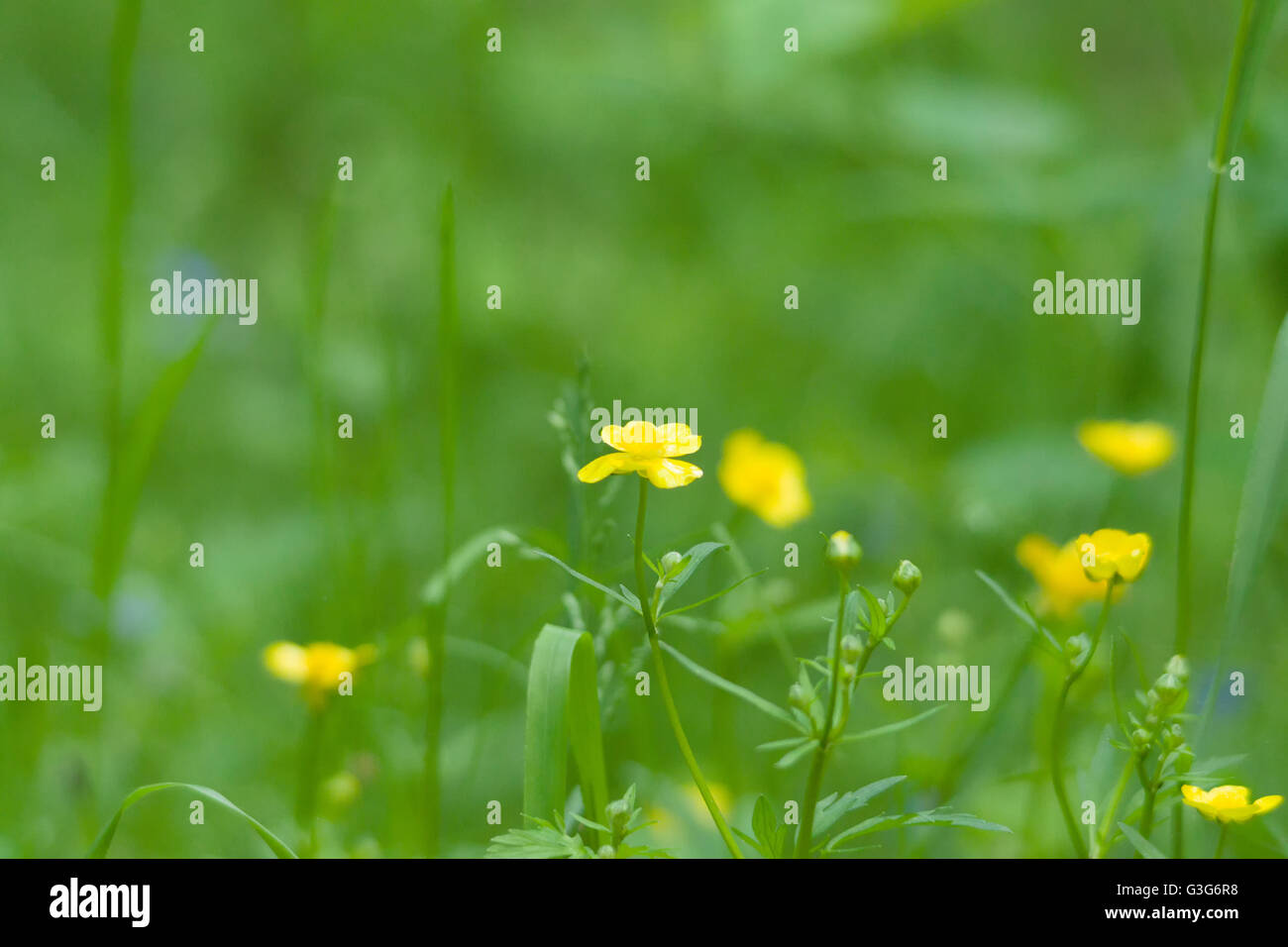 Piccoli fiori di colore giallo su uno sfondo di erba verde Foto Stock