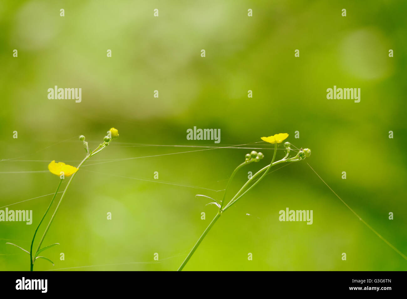 Piccoli fiori di colore giallo su uno sfondo di erba verde Foto Stock