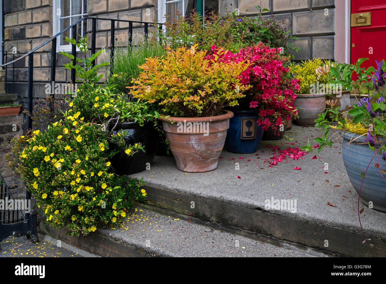 Le piante di fioritura variopinte al di fuori della porta di una proprietà nella zona nuova di Edinburgo. Foto Stock