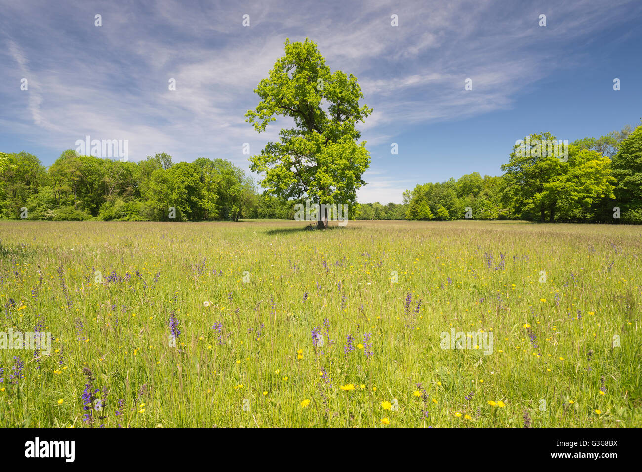 Vecchio albero su un prato in fiore sulla soleggiata una calda giornata di primavera nel Giardino Inglese di Monaco di Baviera, Germania Foto Stock