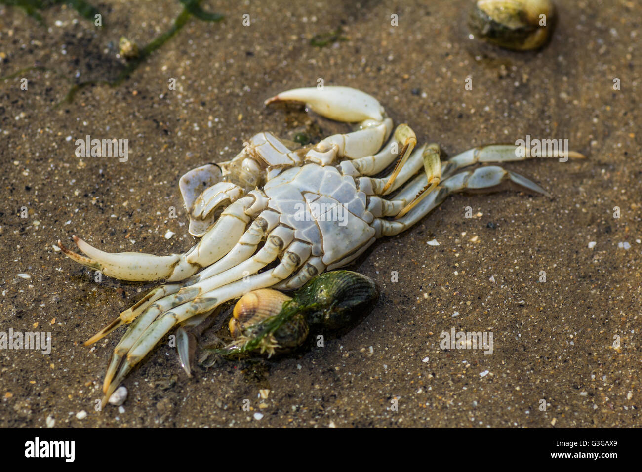 Piccolo granchio morto sulla spiaggia Foto Stock