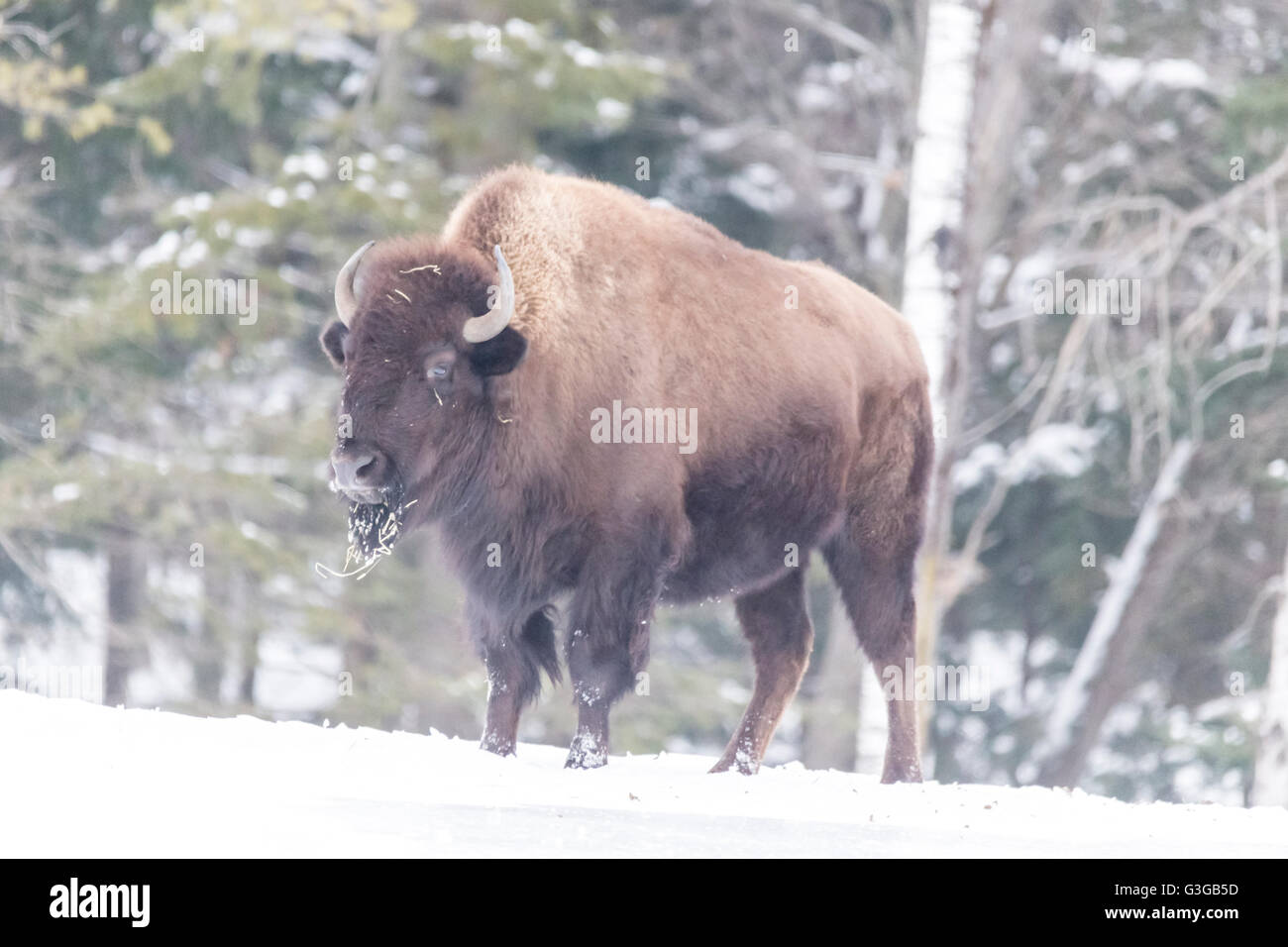 Campo americano Buffalo in una scena invernale Foto Stock