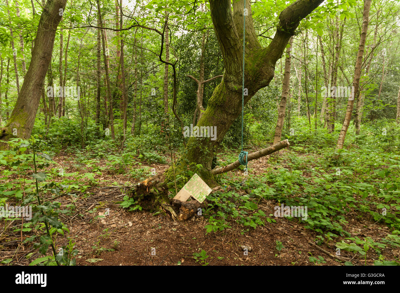 Un nascondiglio segreto della foresta Foto stock - Alamy