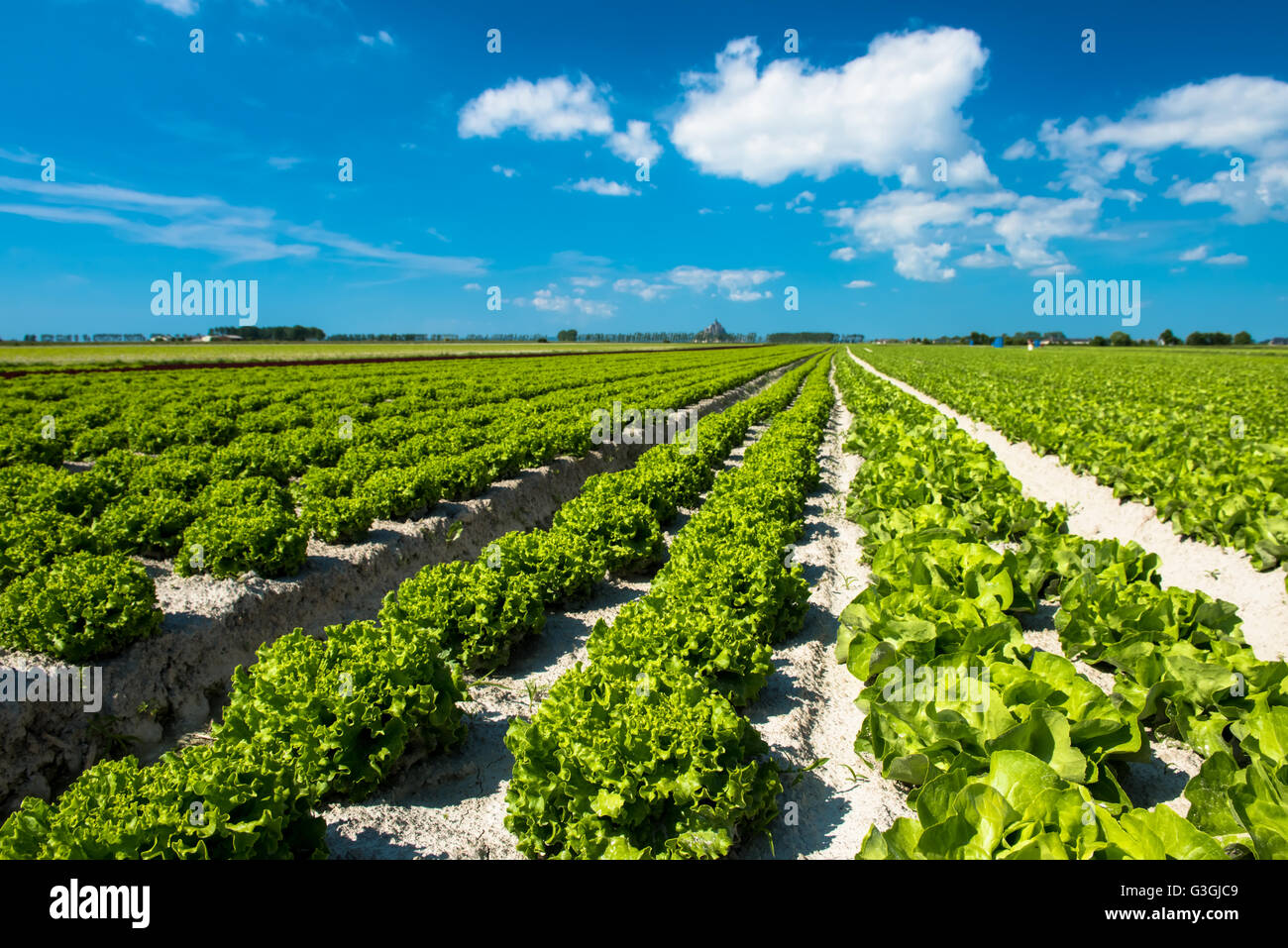 Molla del campo di lattuga in una giornata di sole Foto Stock