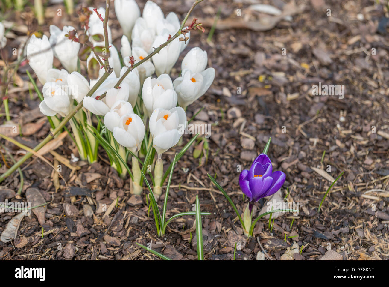 Un unico viola crocus accanto di molti di crochi bianco sulla corteccia di telone Foto Stock