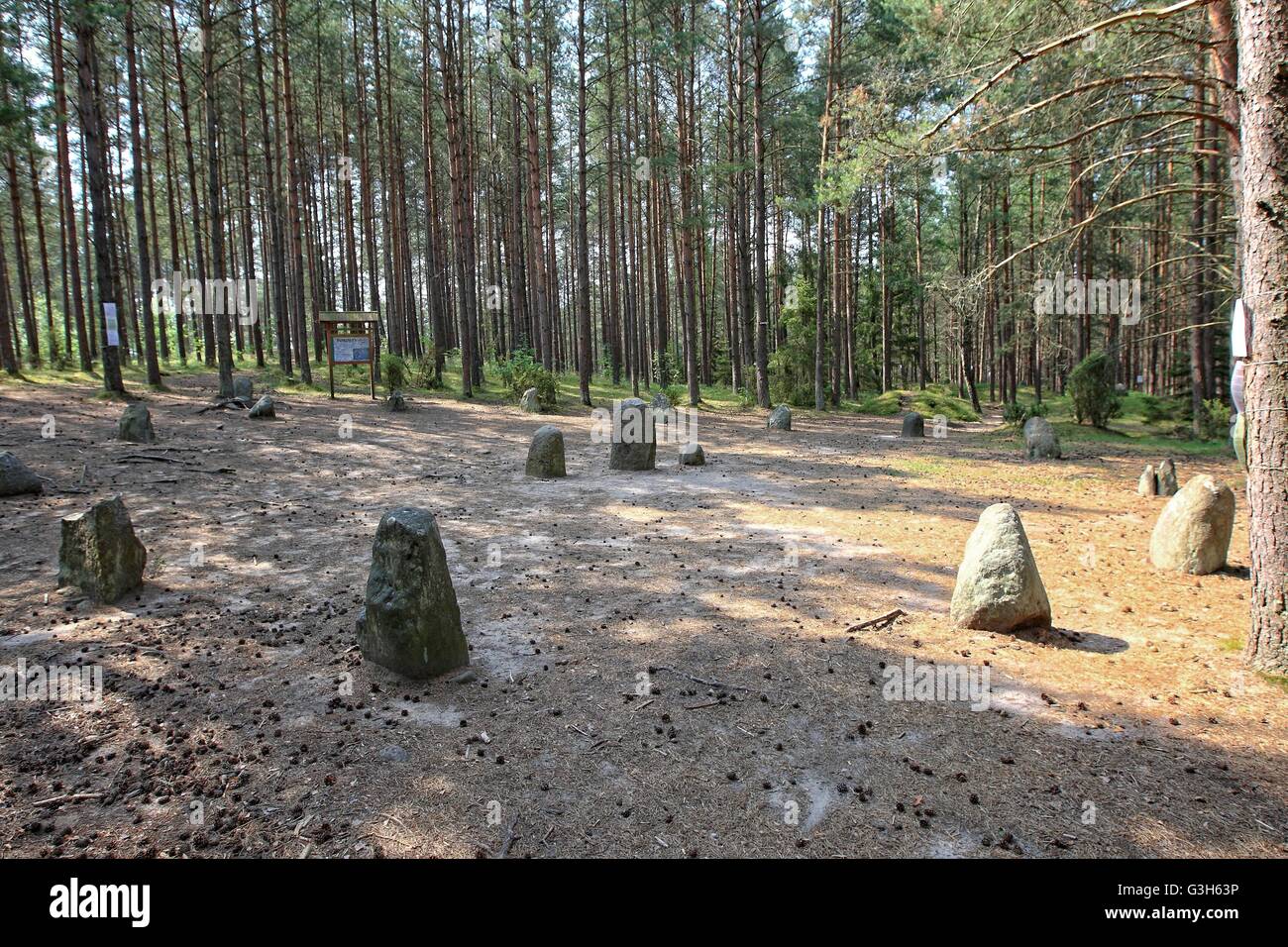 Wesiory, Polonia 25th, giugno 2016 molto caldo e soleggiato in Polonia. La temperatura raggiunge 35 gradi centigradi. La gente visita il Wesiory megalitico di circoli di pietra per nascondere all'ombra degli alberi. Wesiory megalitico di cerchi di pietre e luoghi di sepoltura sono nascondere nel profondo della foresta. Questo posto è stato creato dai Goti probabilmente nel 1° al 3 secolo. Ci sono tre cerchi di pietre e parte della quarta e 20 carriole. Il diametro del cerchio più grande è di 26 metri ed è prevista con le pietre con una altezza di circa 1,5 m. In mezzo vi è qualche stele di pietra Credito: Michal Fludra/Alamy Live News Foto Stock