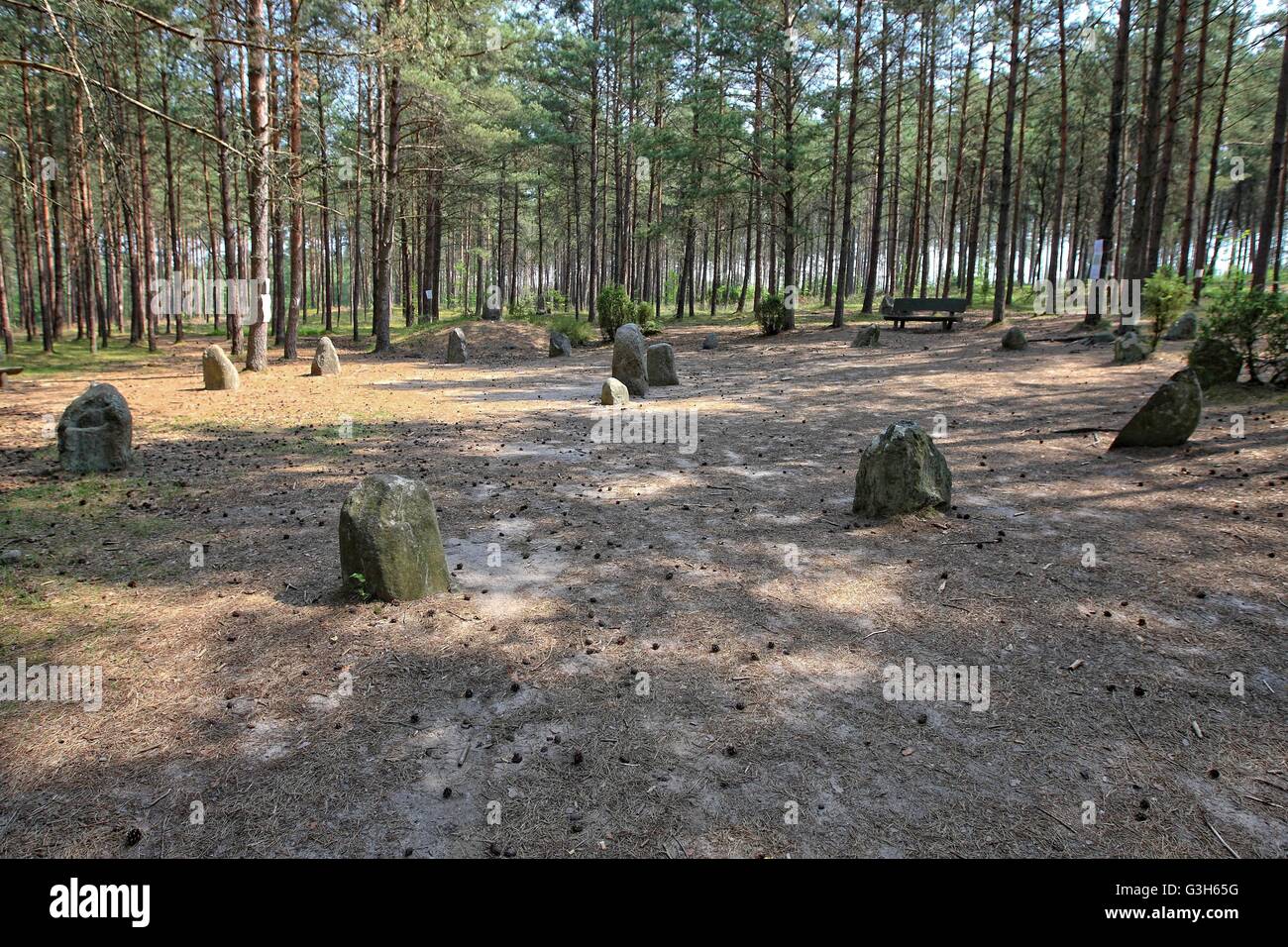 Wesiory, Polonia 25th, giugno 2016 molto caldo e soleggiato in Polonia. La temperatura raggiunge 35 gradi centigradi. La gente visita il Wesiory megalitico di circoli di pietra per nascondere all'ombra degli alberi. Wesiory megalitico di cerchi di pietre e luoghi di sepoltura sono nascondere nel profondo della foresta. Questo posto è stato creato dai Goti probabilmente nel 1° al 3 secolo. Ci sono tre cerchi di pietre e parte della quarta e 20 carriole. Il diametro del cerchio più grande è di 26 metri ed è prevista con le pietre con una altezza di circa 1,5 m. In mezzo vi è qualche stele di pietra Credito: Michal Fludra/Alamy Live News Foto Stock