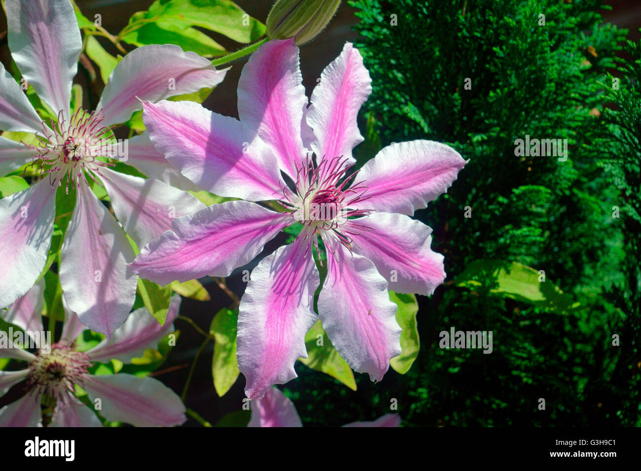 La clematide piena fioritura. Foto Stock