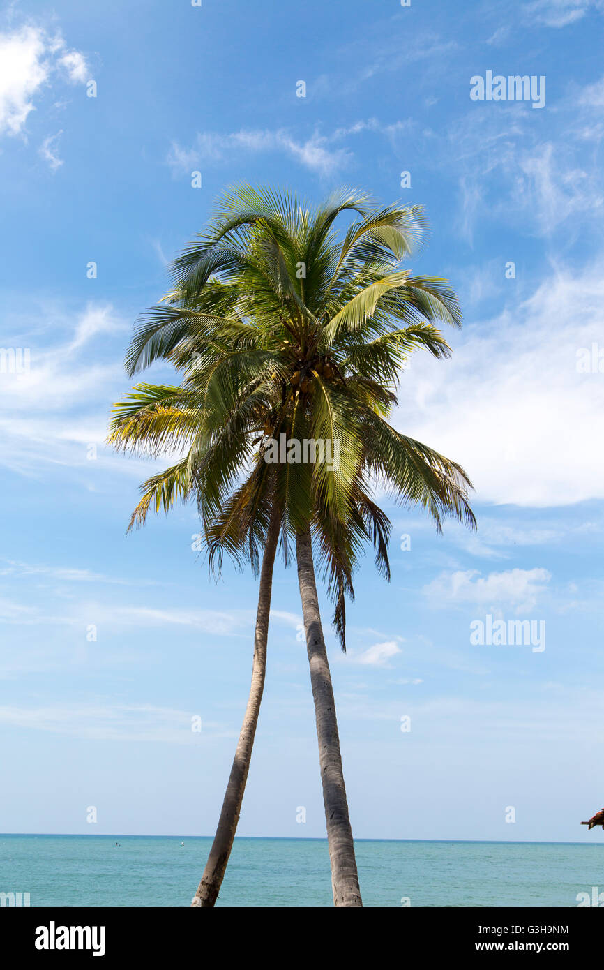Vista delle palme sulla spiaggia Foto Stock