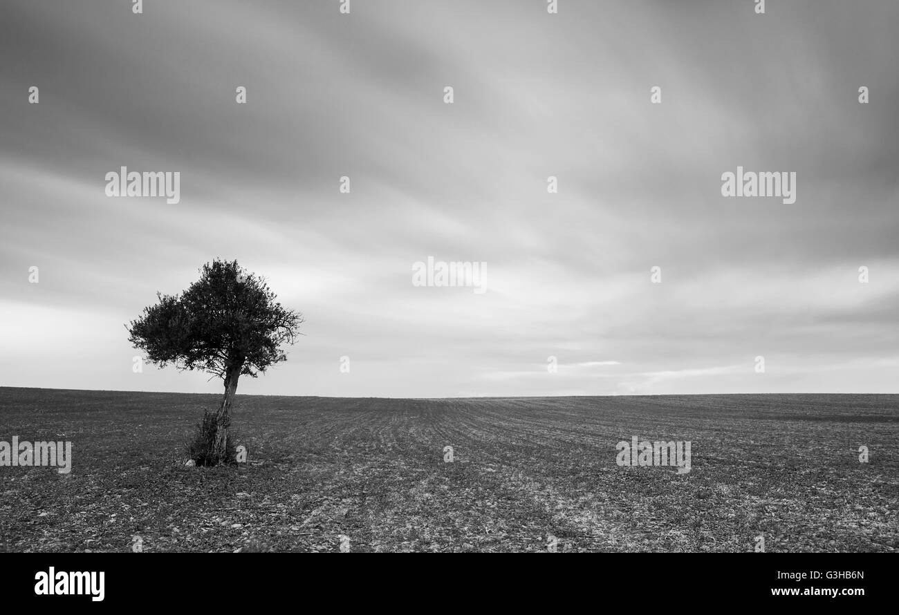 Lonely ulivo su un campo di grano con nuvole in movimento. Una lunga esposizione foto. Foto Stock