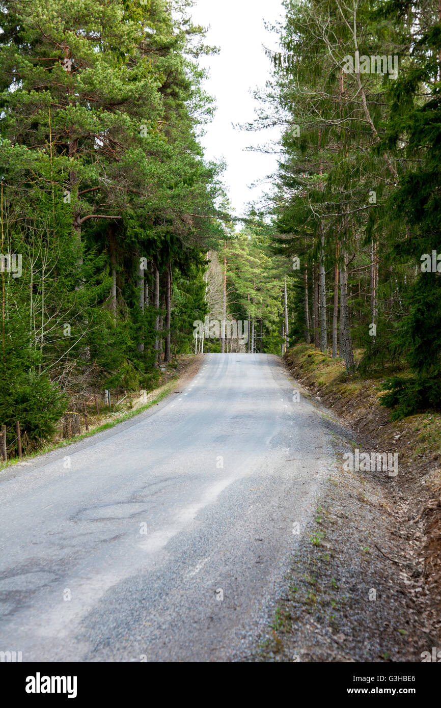 Road passando attraverso una fitta foresta Foto Stock