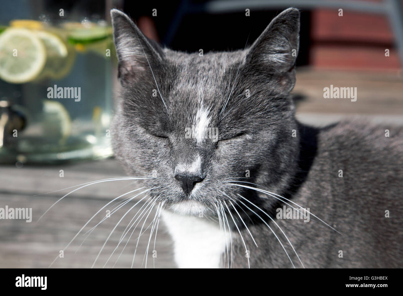 La faccia di un gatto con gli occhi chiusi, godendo il sole Foto Stock