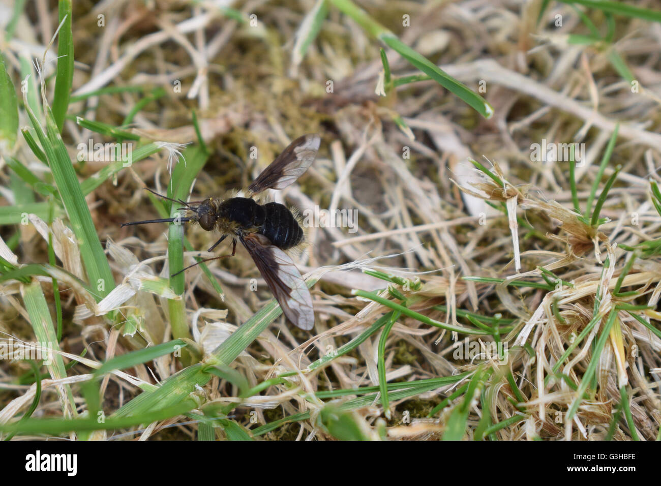 Bombylius Major su erba, ad alto angolo di visione Foto Stock