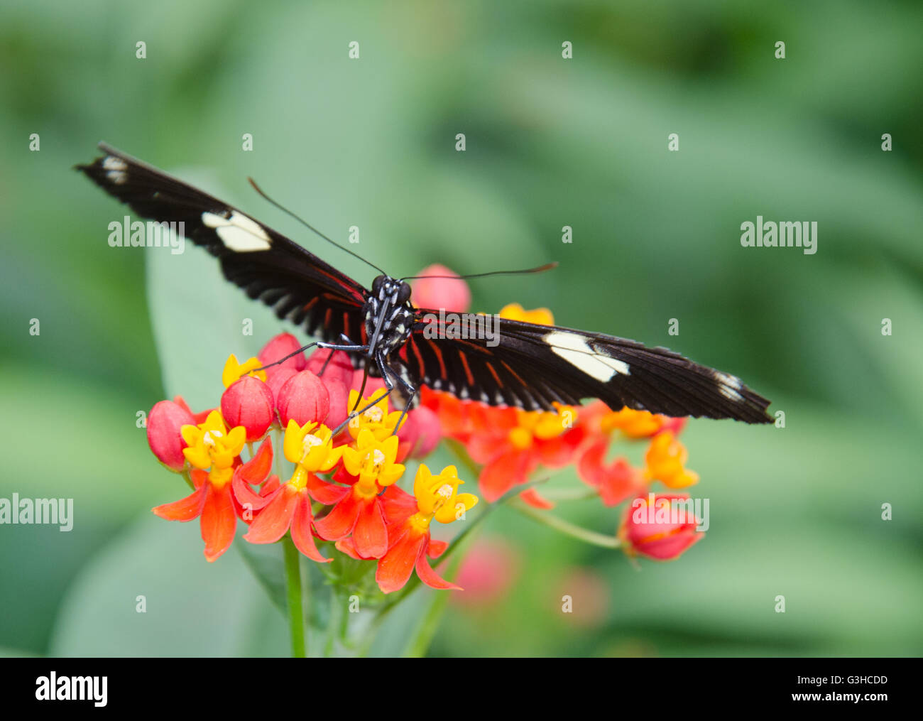 Doris Heliconius farfalla posata su un fiore Foto Stock