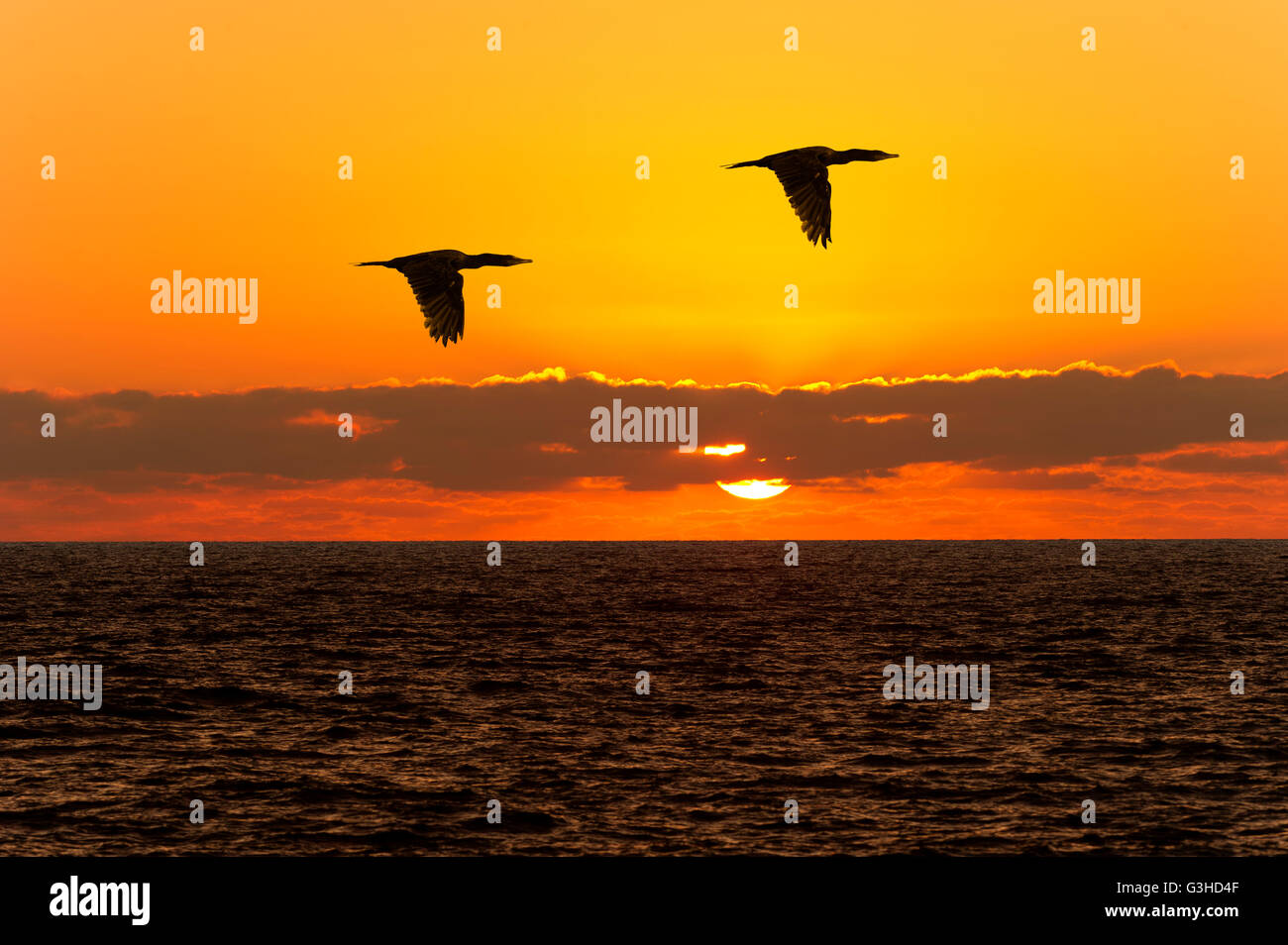 Silhouette di uccelli in volo è di due uccelli stagliano . Foto Stock