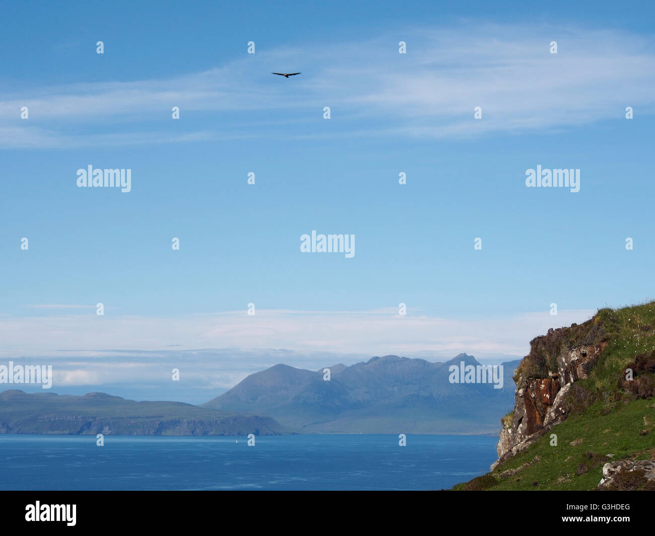 Golden Eagle, Isola di Canna, Scozia Foto Stock