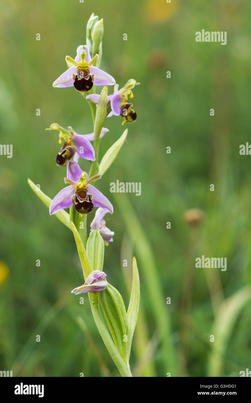 Bee orchid (Ophrys apifera) infiorescenza. Un'orchidea in fiore in un prato inglese, nella famiglia Orchidaceae Foto Stock