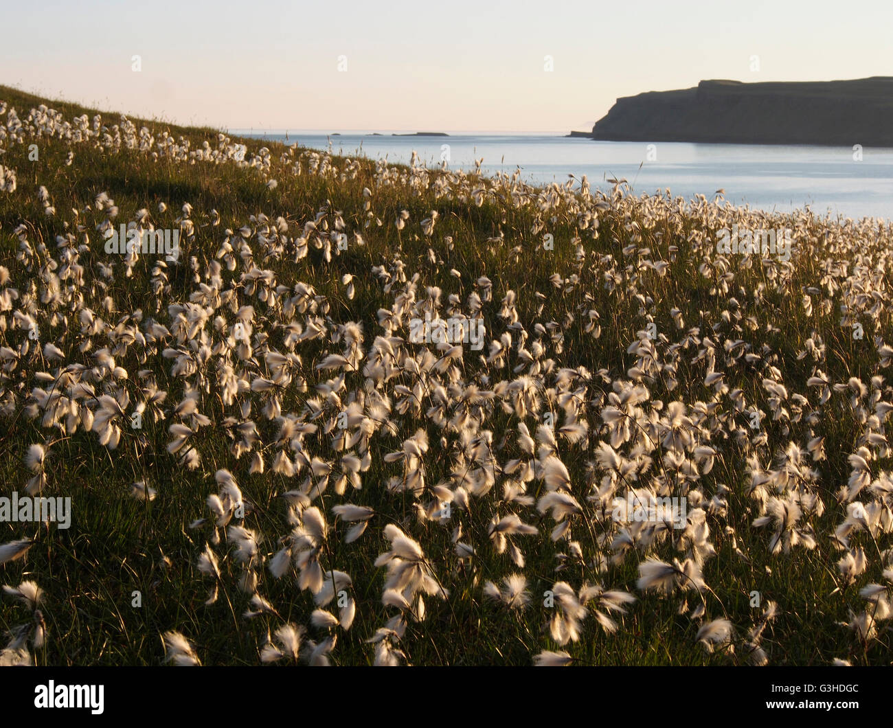 Luce della Sera su cotone erba, Sanday, canna, Scozia Foto Stock