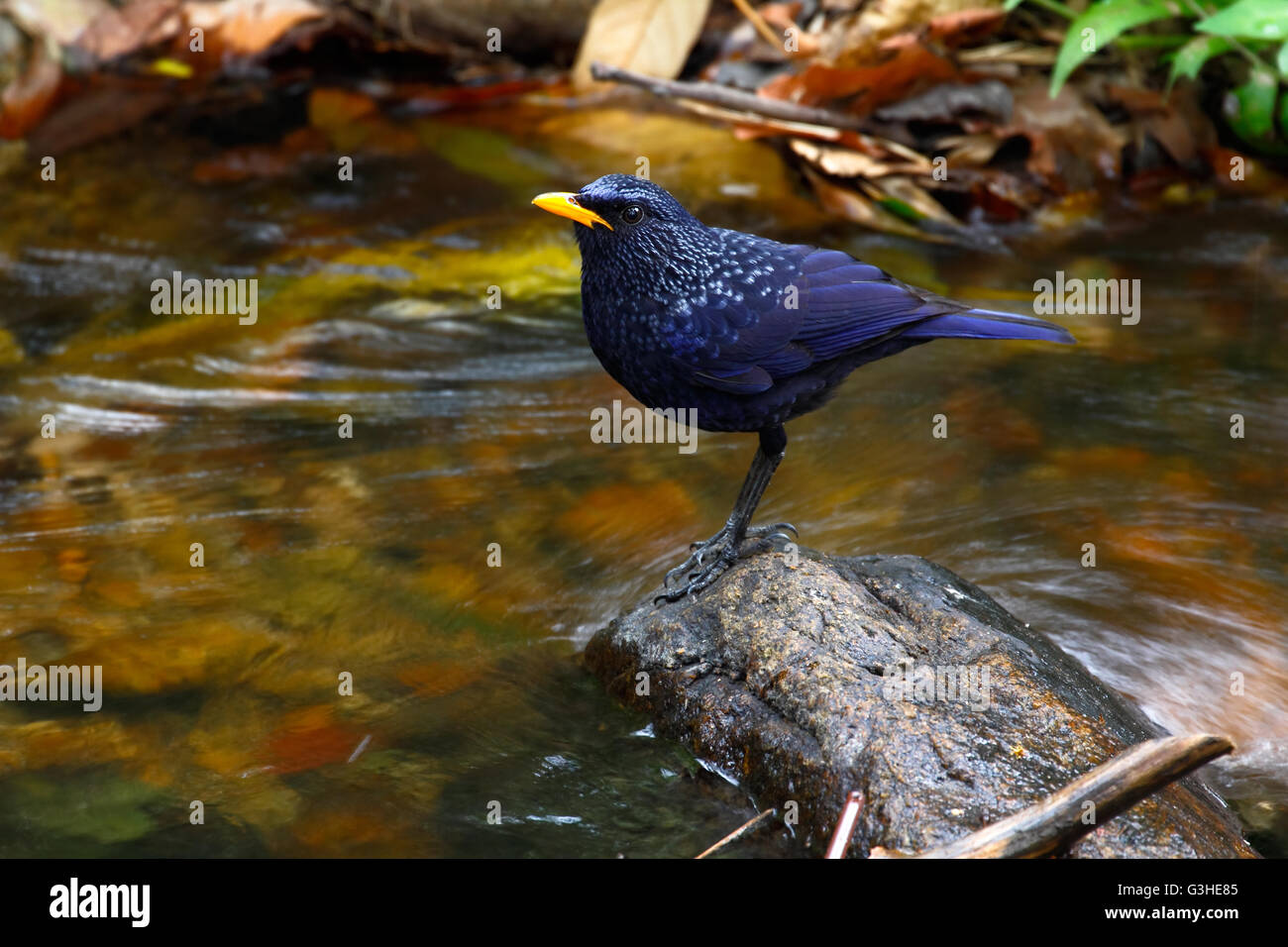 Sibilo blu tordo (Myophonus caeruleus eugenei) trovata nel subcontinente indiano e del sud-est asiatico Foto Stock