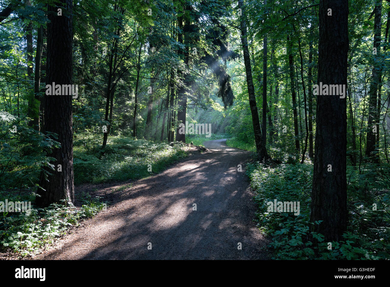 Foschia mattutina a Central Park, Helsinki, Finlandia, Europa, UE Foto Stock