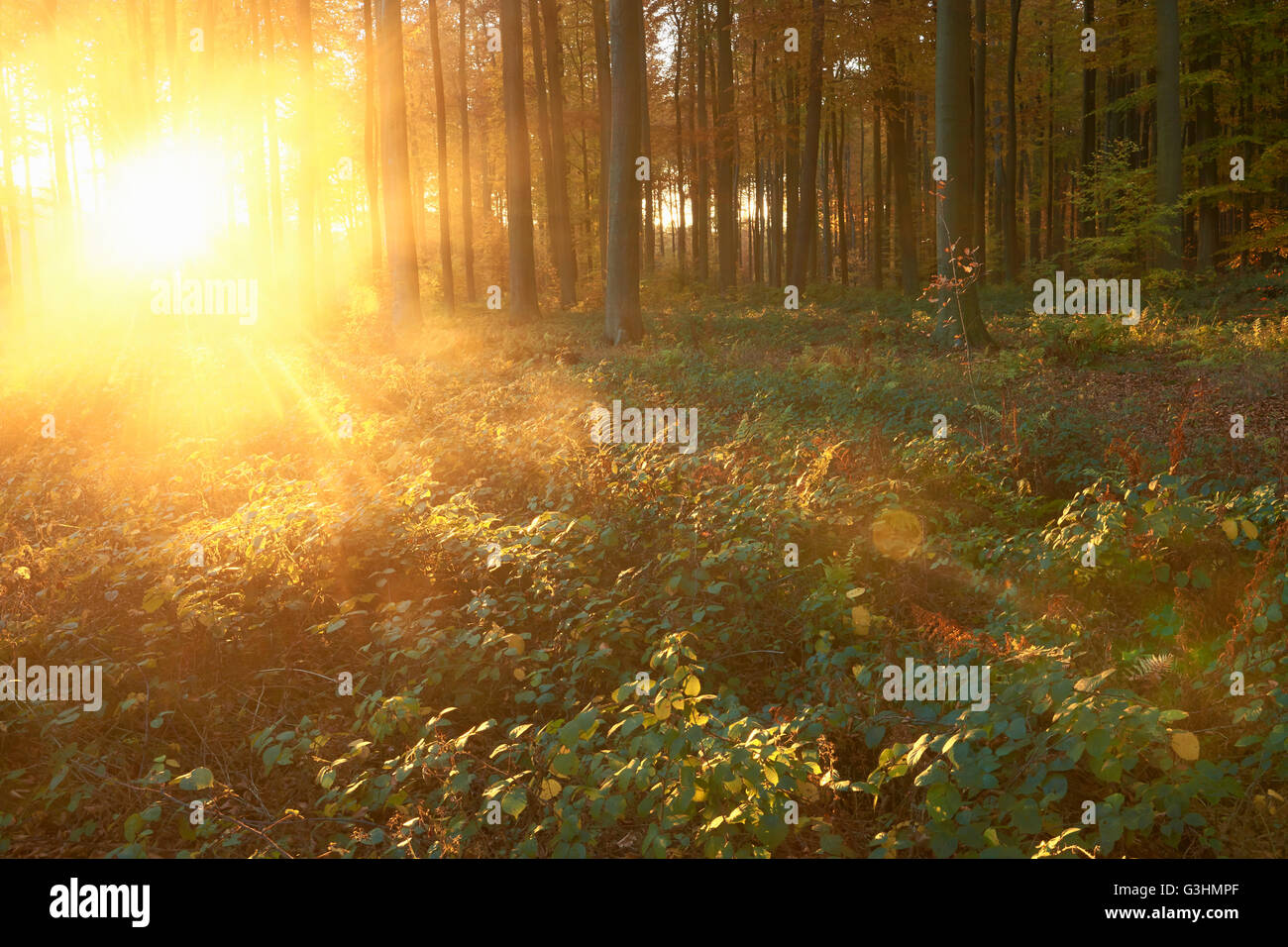 Foresta di Soignies al tramonto, Bruxelles, Belgio Foto Stock