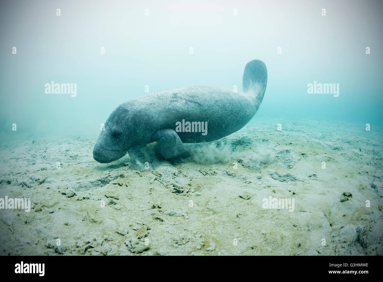West Indian lamantino (Trichechus manatus) nuoto per bere acqua fresca da sorgenti sottomarine sul fondale, Sian Kaan riserva della biosfera, Quintana Roo, Messico Foto Stock