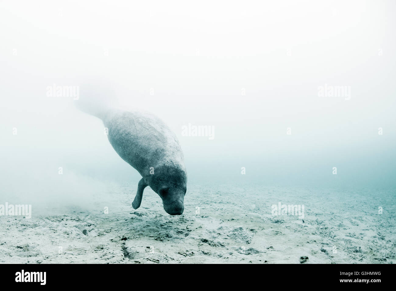 West Indian lamantino (Trichechus manatus) nuoto per bere acqua fresca da sorgenti sottomarine sul fondale, Sian Kaan riserva della biosfera, Quintana Roo, Messico Foto Stock