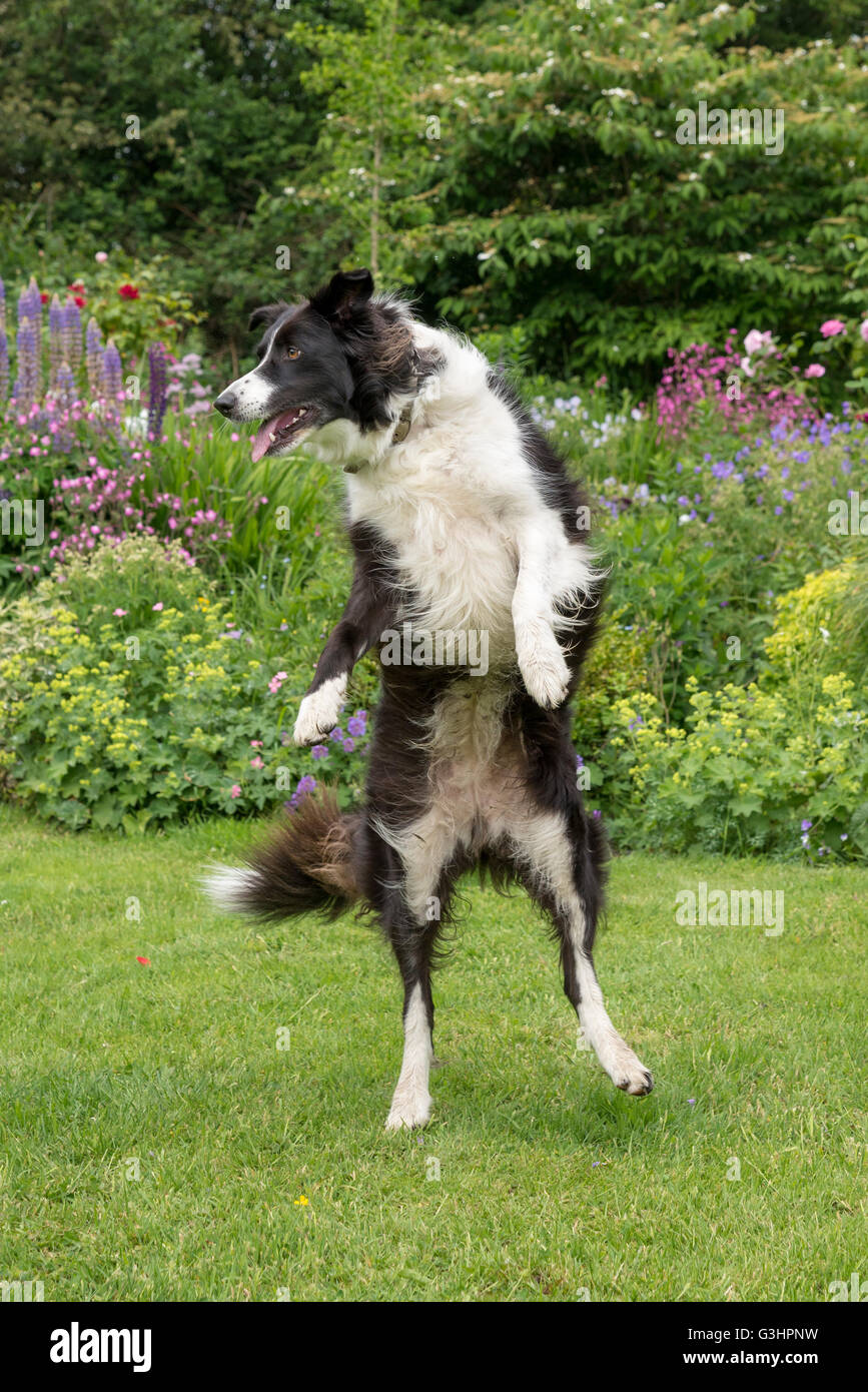 Border Collie cane divertirsi in un giardino in estate. Ella è in su sulla sua schiena gambe come se la danza. Foto Stock