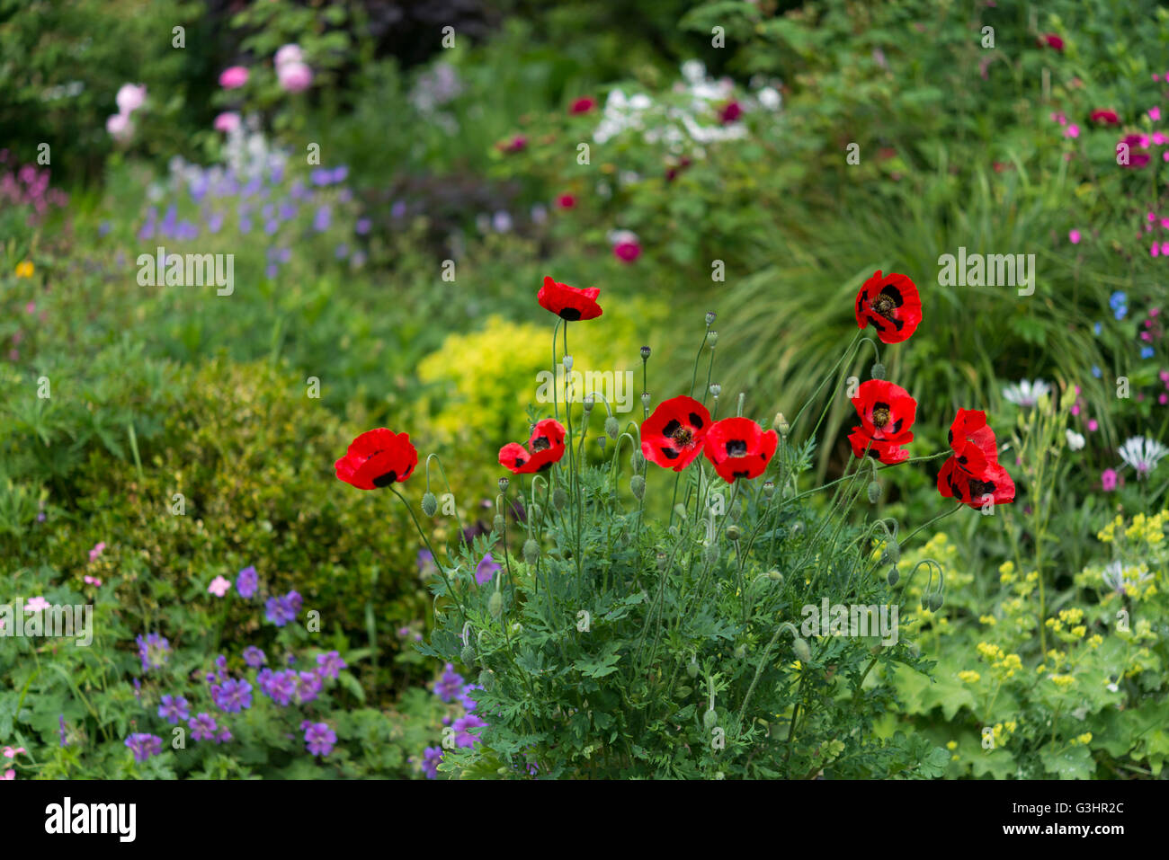 Papaver "coccinella" fioritura in un giardino inglese all'inizio dell'estate. Foto Stock