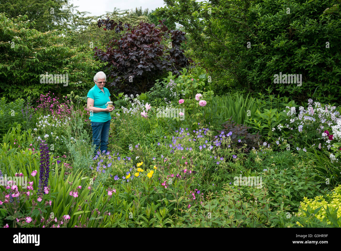 Una matura signora sta ammirando un paese di lingua inglese giardino all'inizio dell'estate. Essa contiene una tazza di tè. Foto Stock