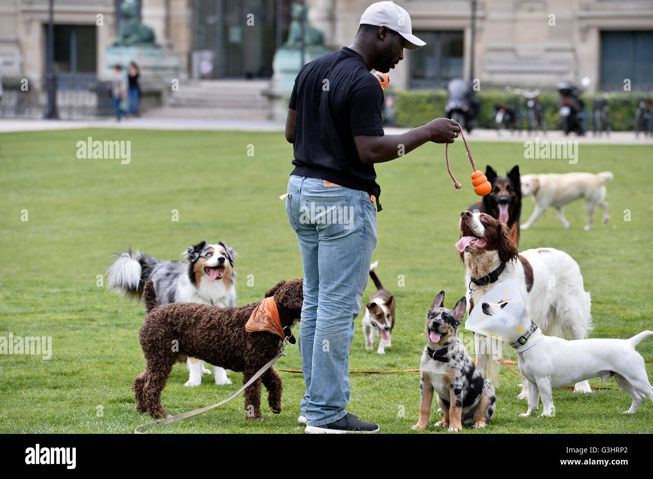 Cane seduto a Parigi - Francia Foto Stock