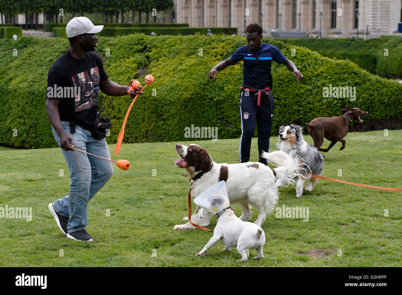 Cane seduto a Parigi - Francia Foto Stock