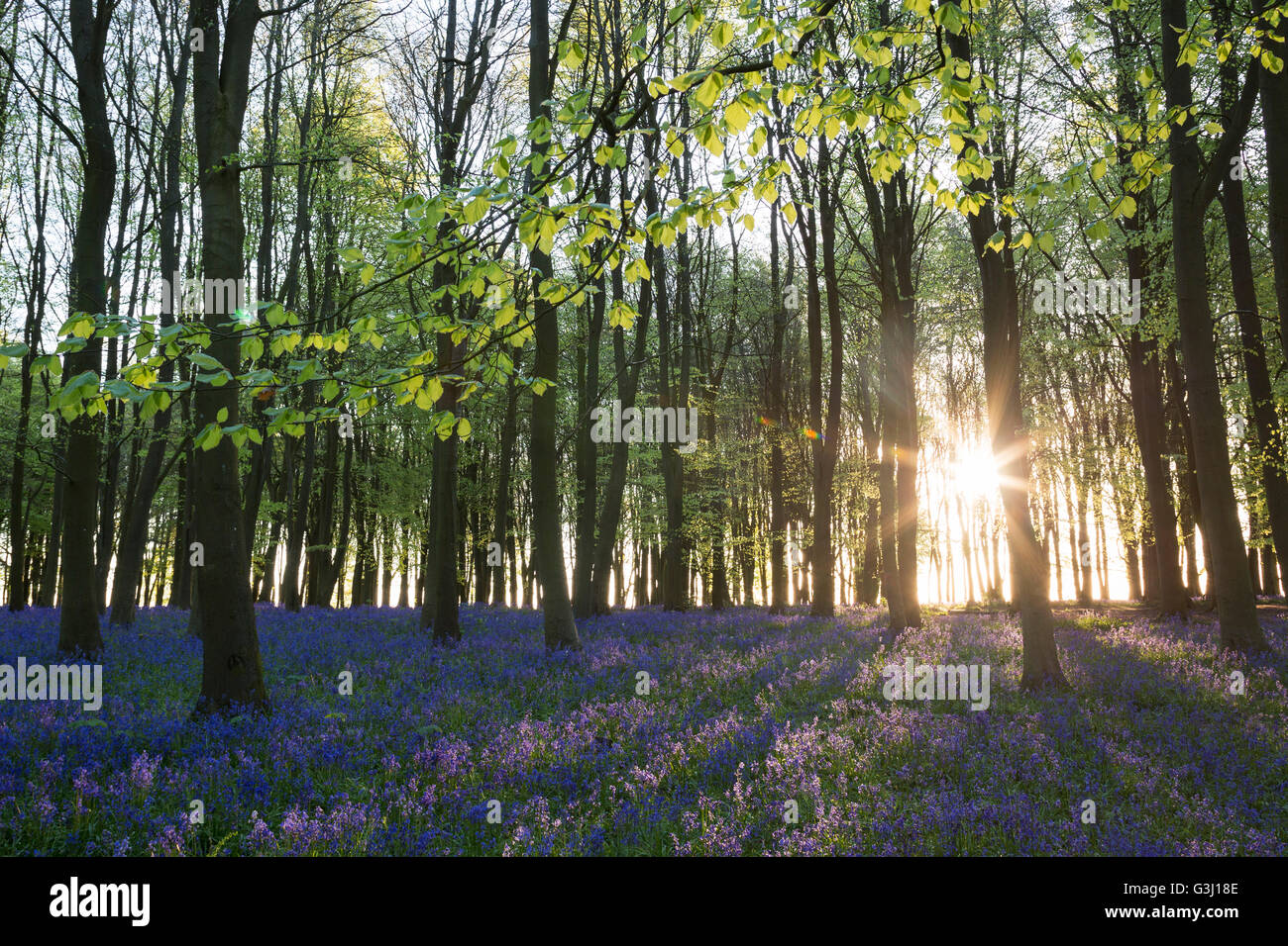 Faggi e bluebell legno a sunrise, 'Badbury ammassarsi', 'Badbury Hill', Oxfordshire, England, Regno Unito Foto Stock