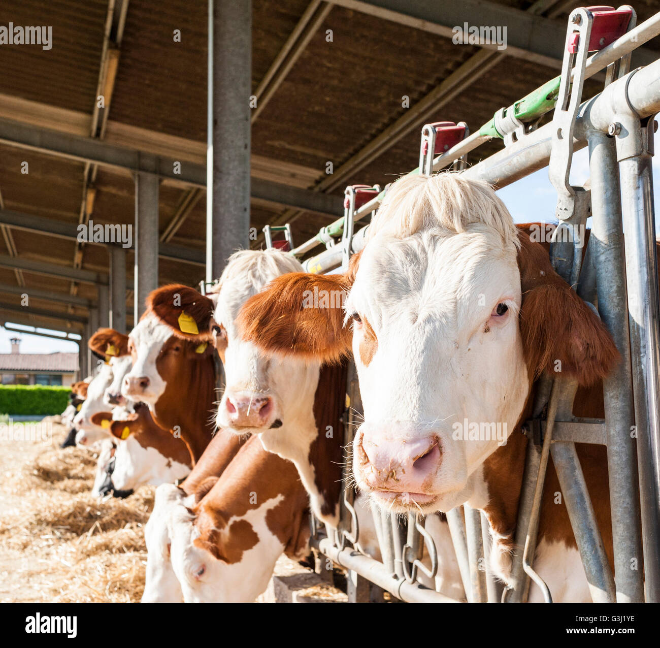 Ritratto di marrone mucca bianco mangiare sulla mangiatoia. Foto Stock