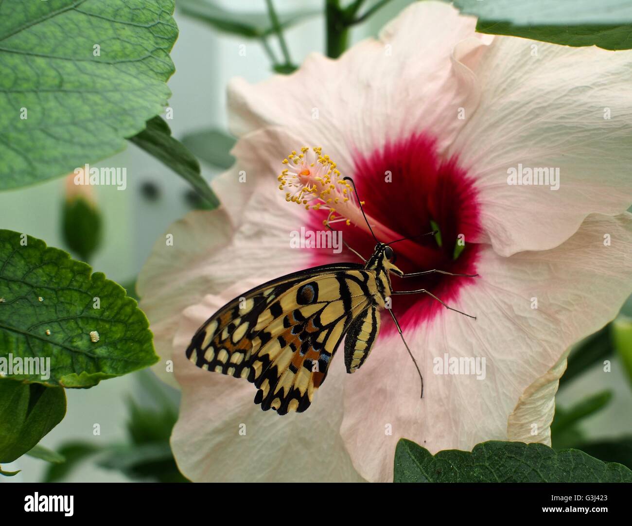 Lime Swallowtail Butterfly nutrimento su fiore bianco con centro rosso Foto Stock