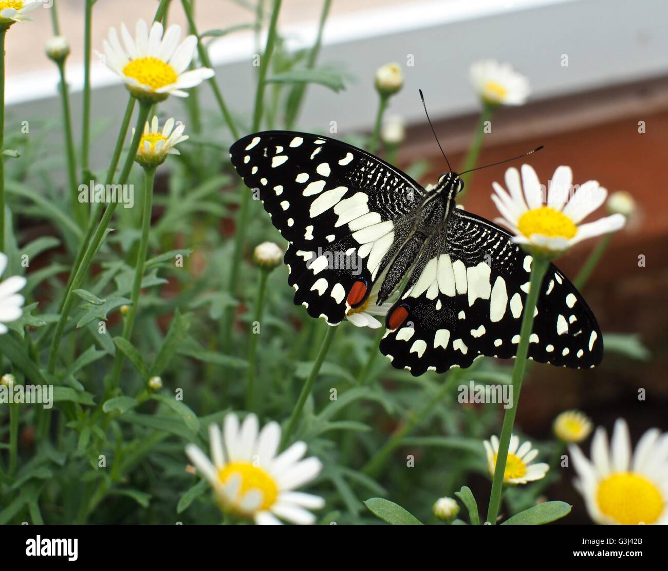 Farfalla di coda di rondine lime con segni gialli pallidi tra fiori bianchi Foto Stock