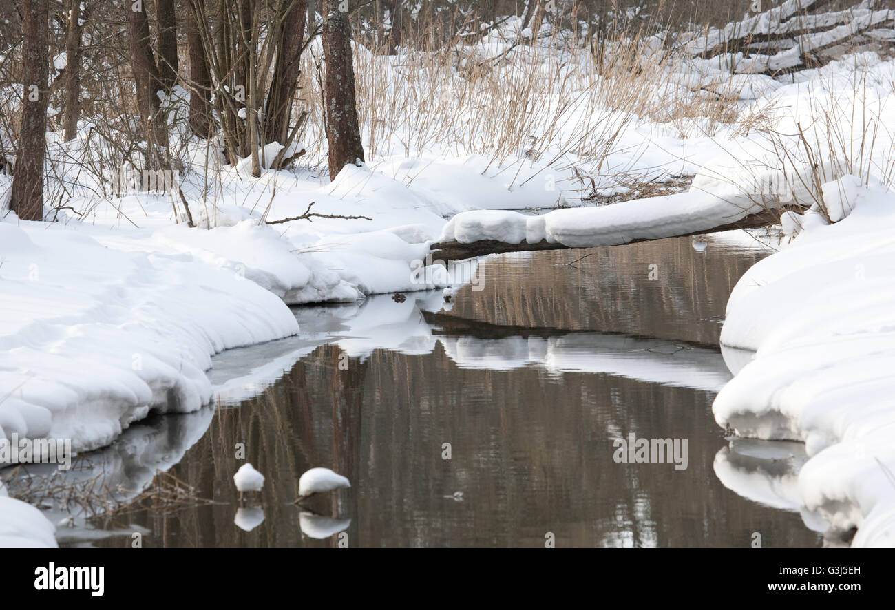 Lento fluire acqua di fiume Lesna in inverno,Bialowieza forest,Polonia,l'Europa Foto Stock