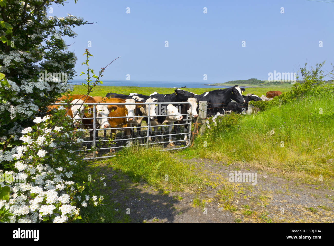 Holstein Frisone Vacche Bovini Foto Stock