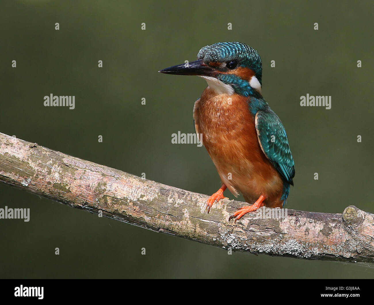 Europei maschili Kingfisher (Alcedo atthis) in posa su di un ramo Foto Stock