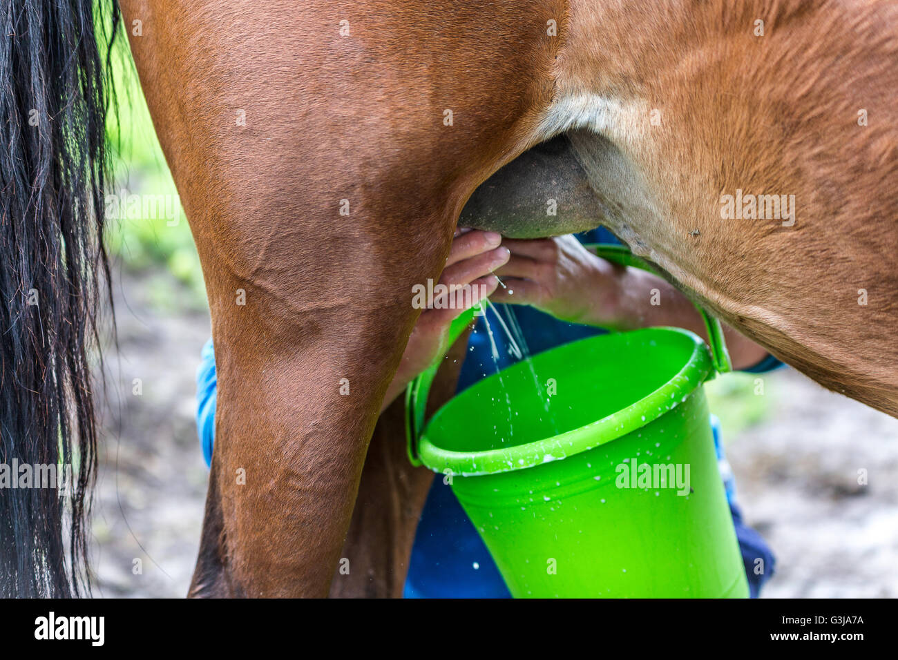 La mungitura del cavallo in Kirghizistan. Foto Stock